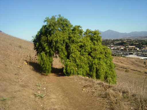 Calif Tree1.JPG