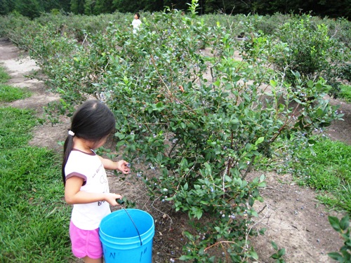 KiKi Picking Blueberries.JPG