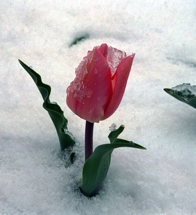 tulip-in-snow